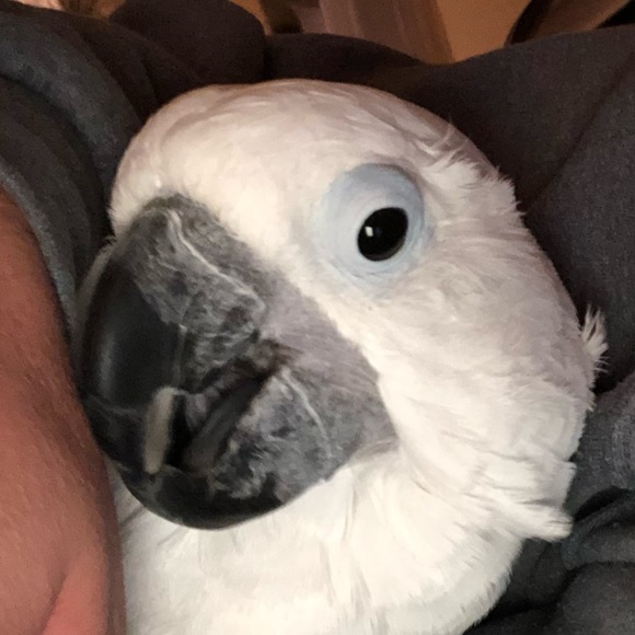 Meet your Posher, Audrey - Picture 14 of 14